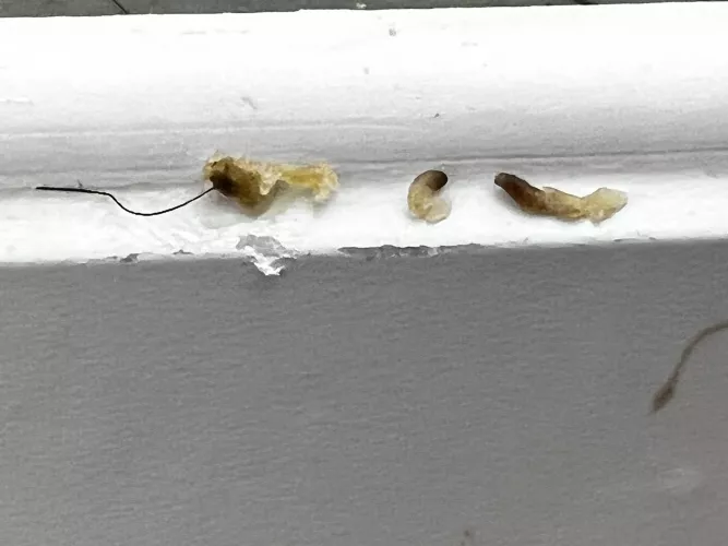 The most satisfying pops by Sensitive-Judge713