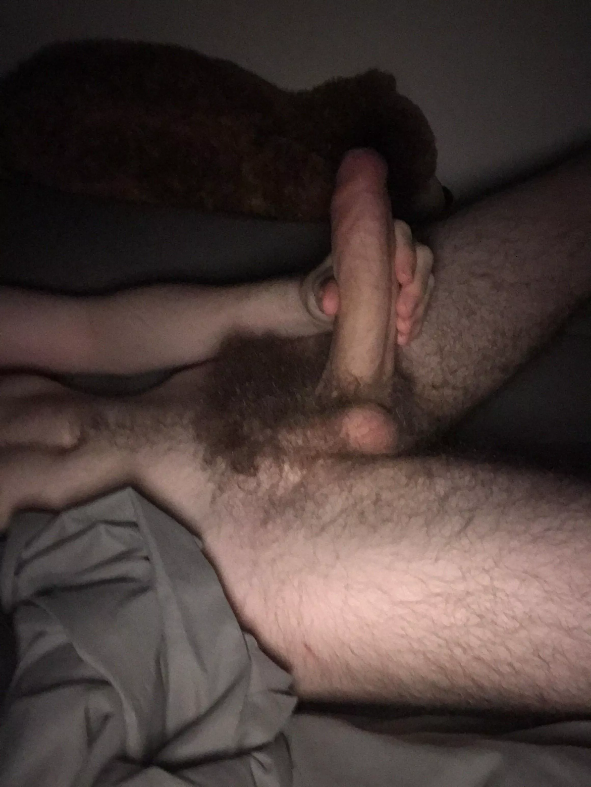 Thinking of shaving? Thoughts? posted by Cavvy1243