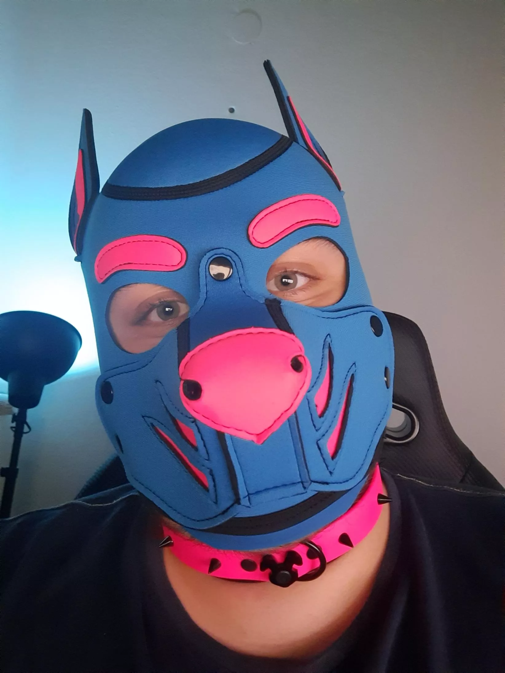 This pup got a collar - Wanna give it a tug? posted by realkuebite