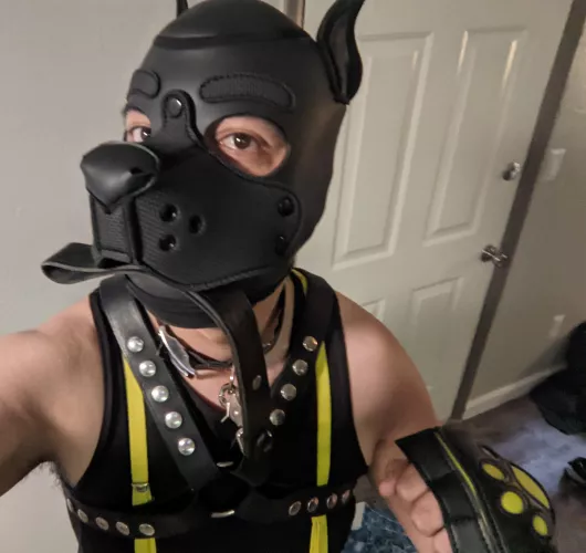 Time for a walk?🐾 by Expensive_Donkey442