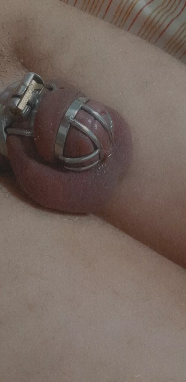 Tiny clitty locked and leaking, as it should be posted by Imean_yes