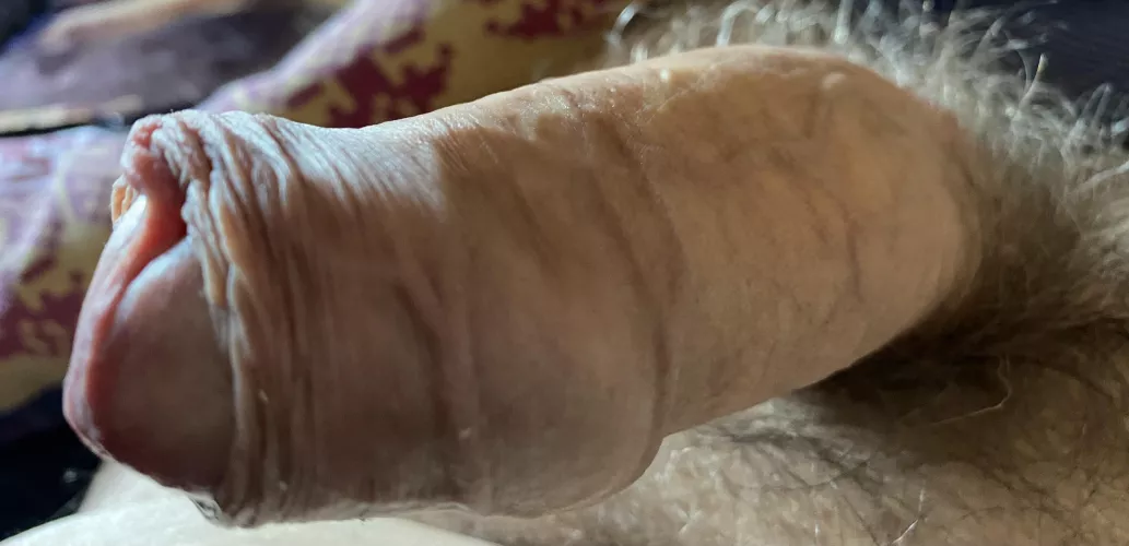 Uncut semi erect veiny cock, DMs welcome by Trebuchet1186