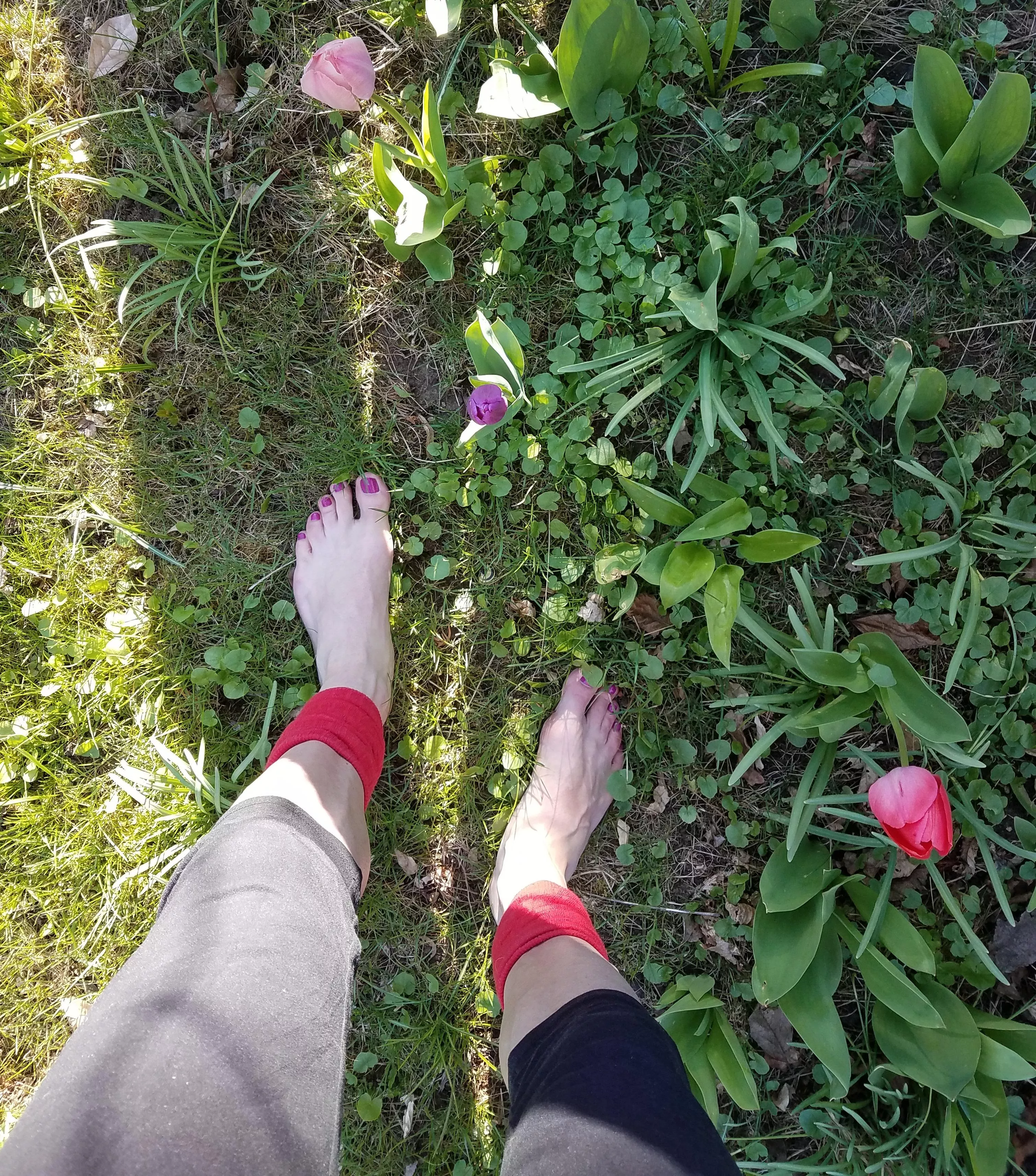 Visiting my tulips. posted by chastityexposed