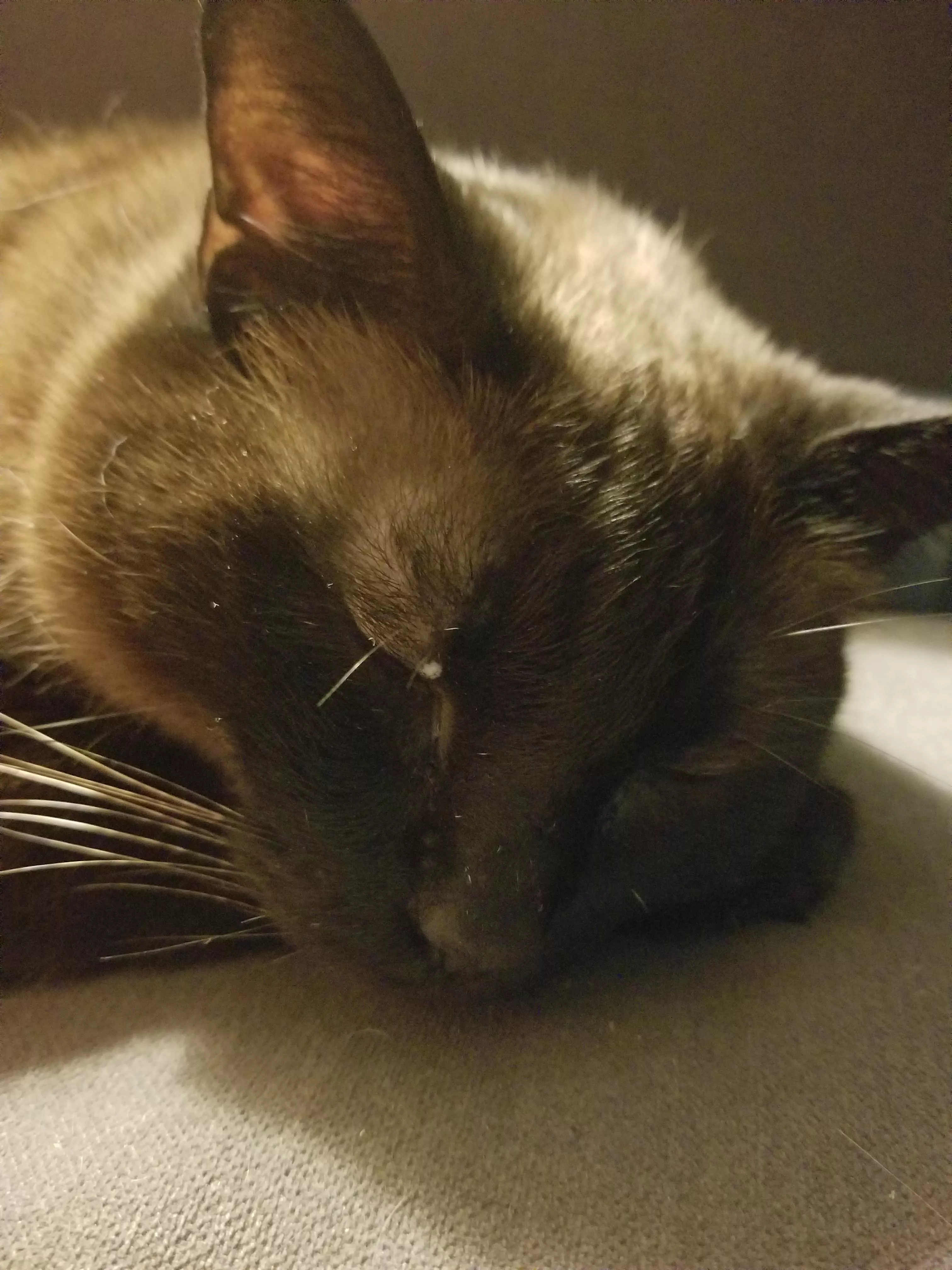 Wacky Wednesday: the forbidden sty/skin tag on my bread loaf cat. posted by IrisGoddamnIllych