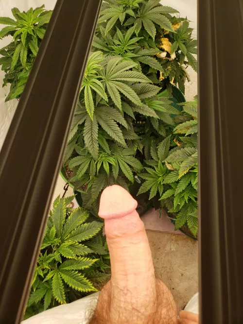 wanna smoke? (36) (m) by bunkbuddz