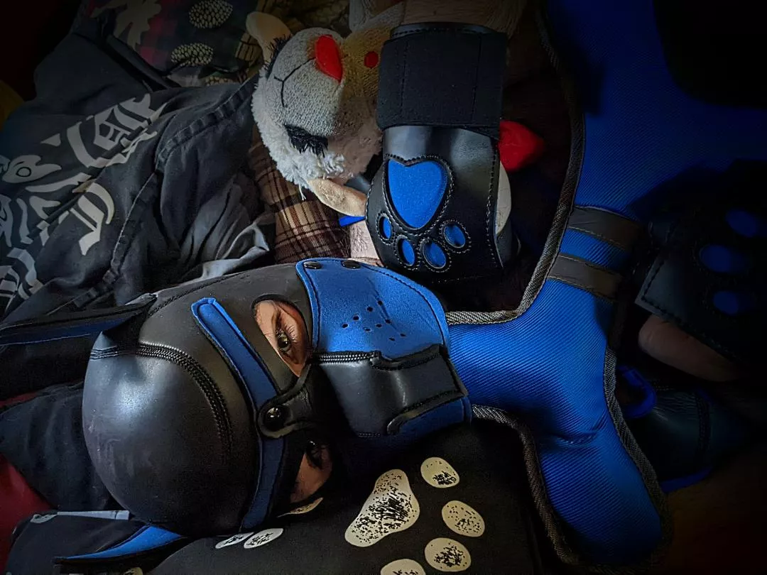 🦴 🐾🦴 Wanted to share this super cute pupper right here. Love him tons and tons. 🤍💙🖤💙🤍 posted by SinisterSatyr