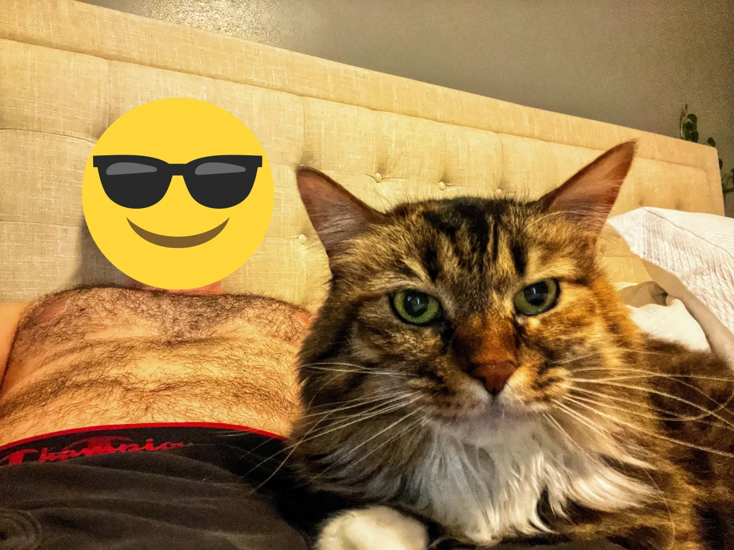 Who wants to cuddle up? I swear shes not as sassy as she thinks 😂 posted by Fun-Without-Intimacy