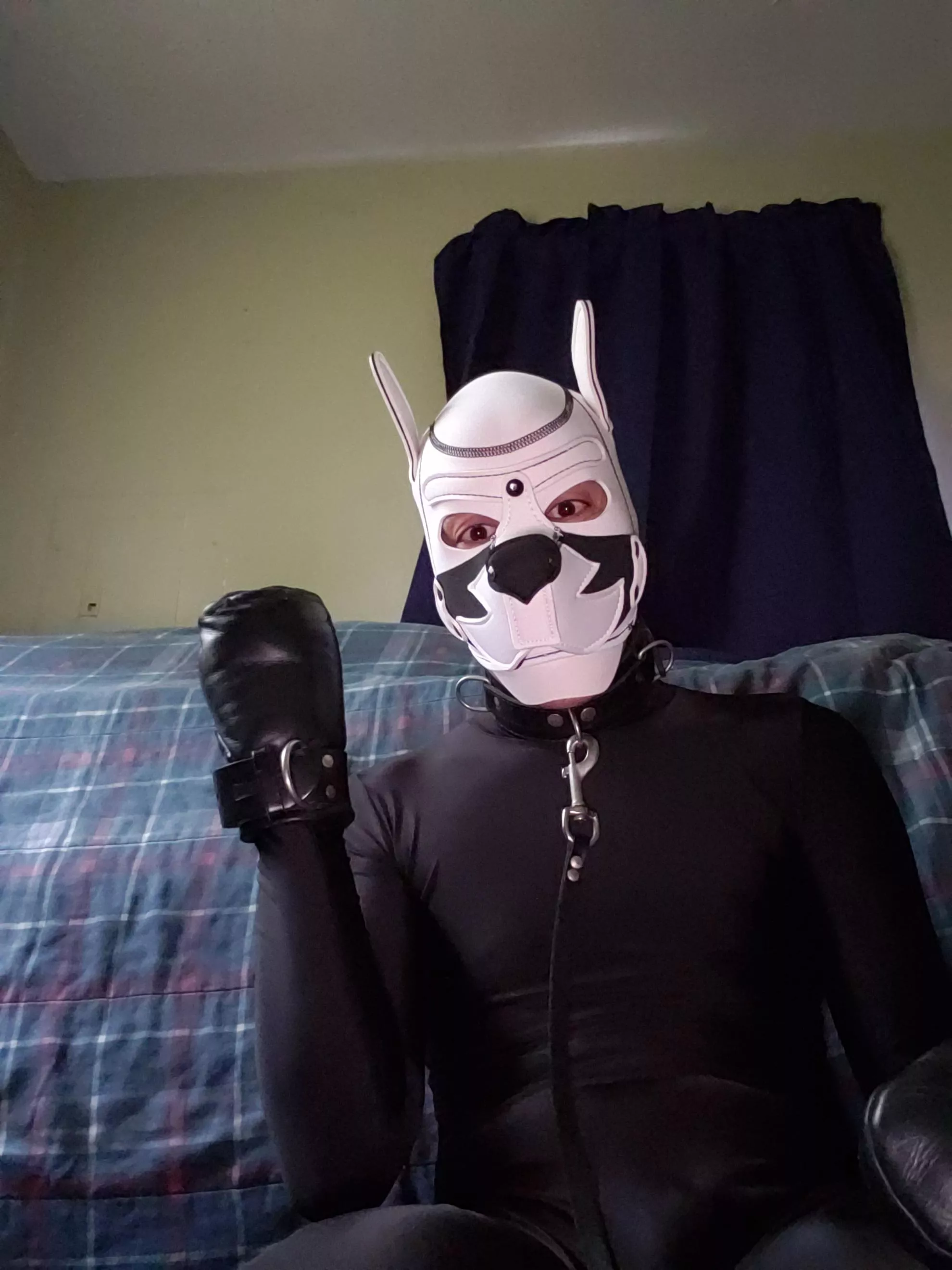 Who wants to give this good boy head pats and walkies!?! posted by JustAnotherGimp
