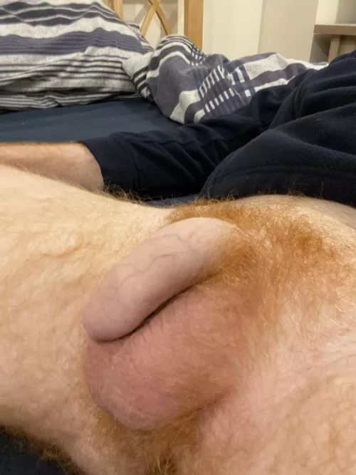 Who’s sucking on my hairy ginger balls 🥴 by spunkycalvins