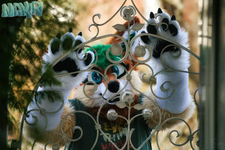 Would you open the gate for me and let me in? 🥺 by FurryFoxxyStream