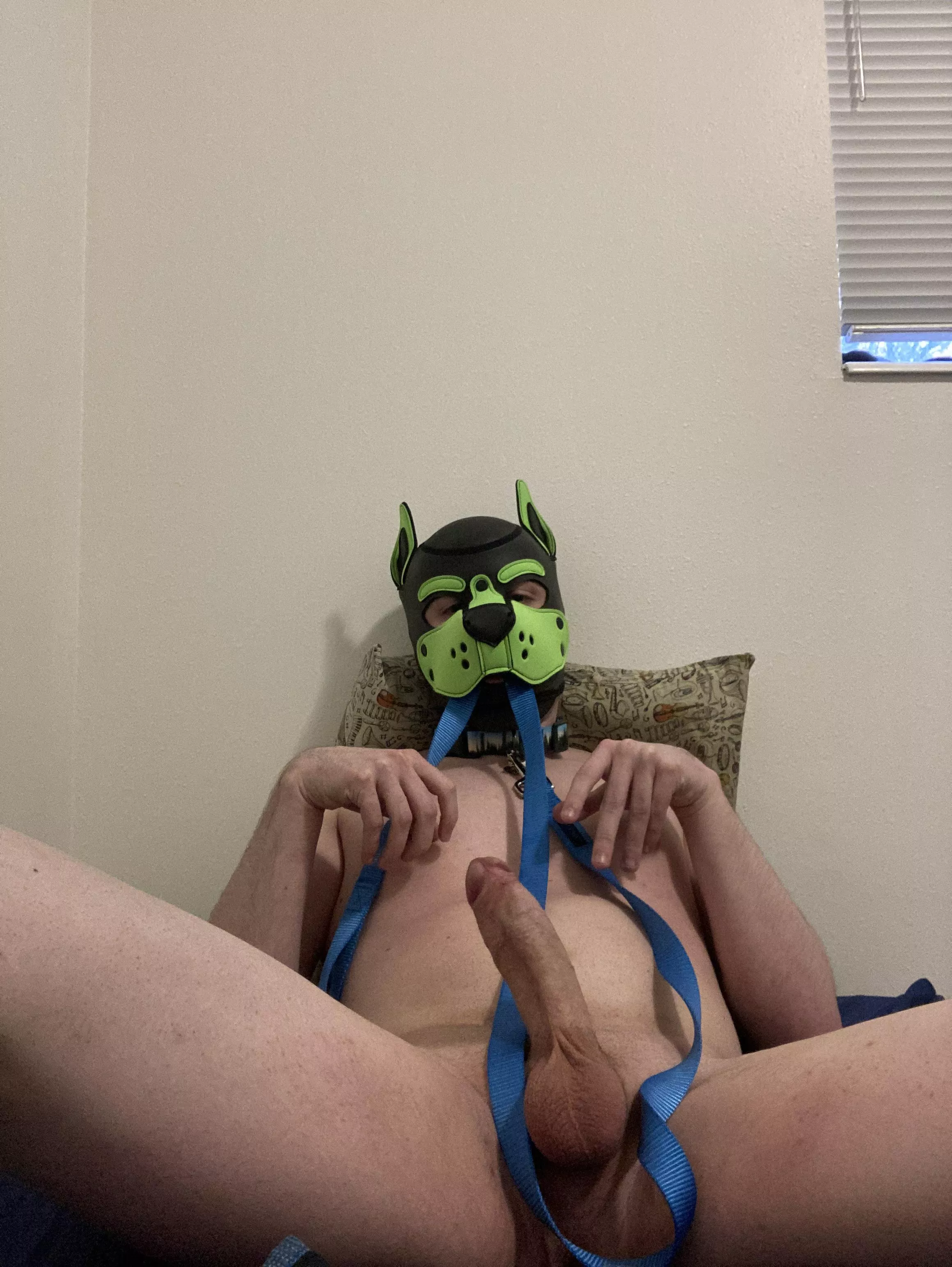 Would you take this doggo on a walk? 🥺 or a ride? posted by Disastrous-Echo-8049