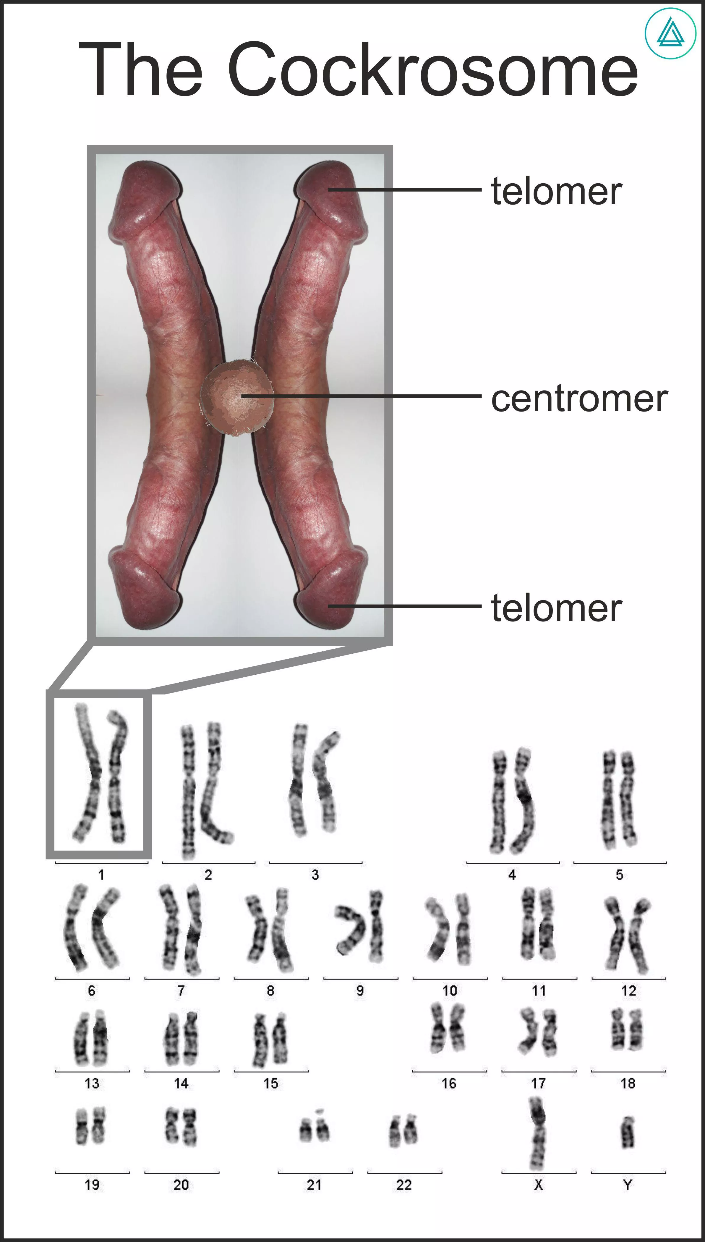 Cockrosome posted by Hardy969