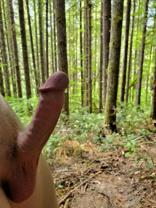 Another day finding wood on the trail through the woods by NetflixQ4