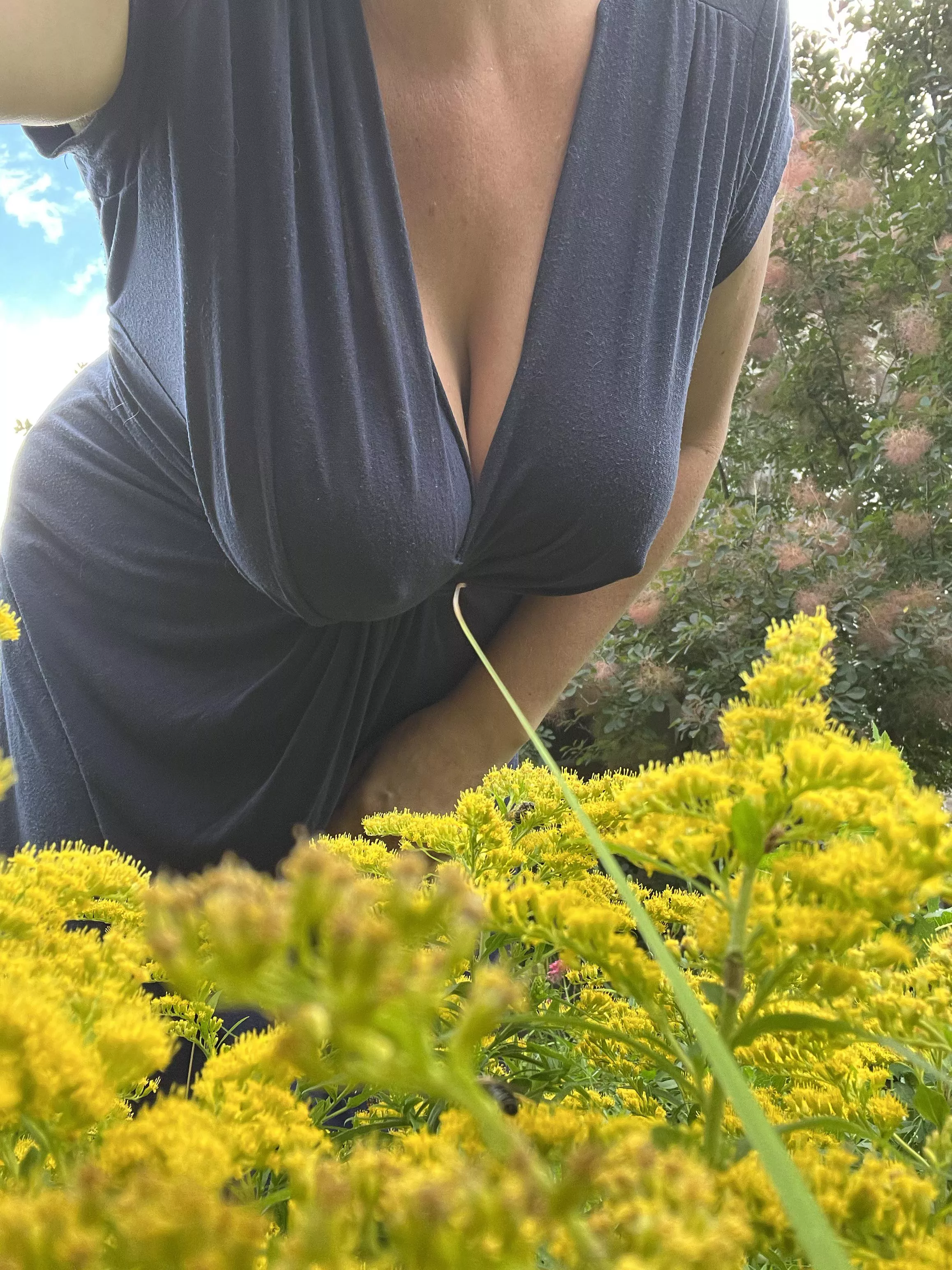 This goldenrod is growing so nicely posted by Mimi_Marie_Coxshire