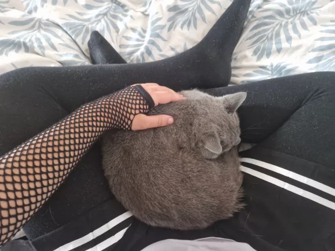 You a cat or dog person? by The-Funny_Man