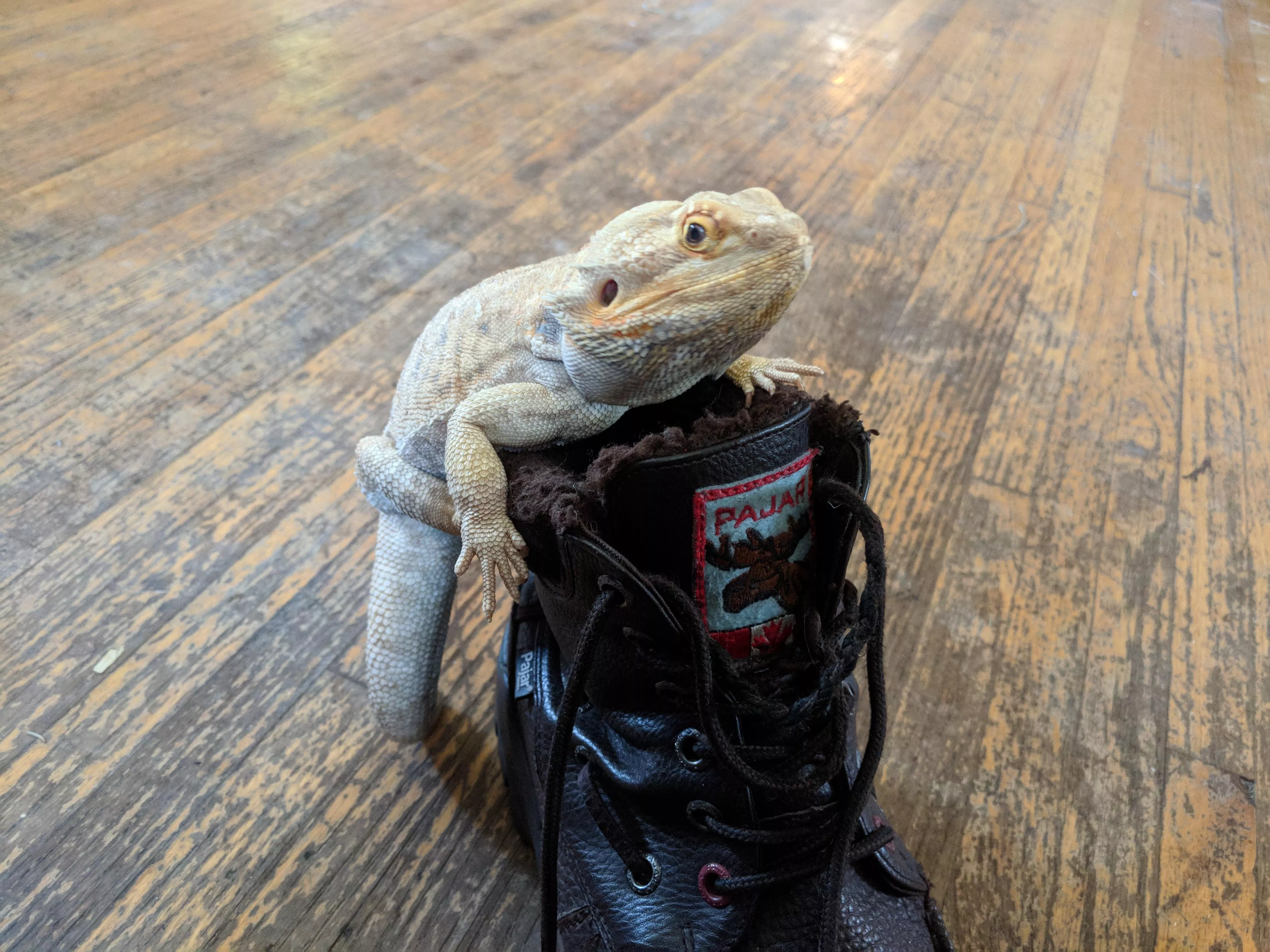 Barry likes my Pajars posted by vabutmsievsev