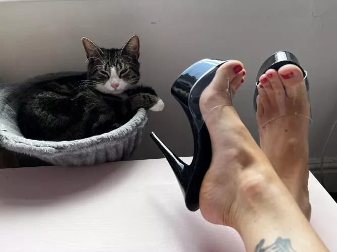 Categorically not impressed by amydyson