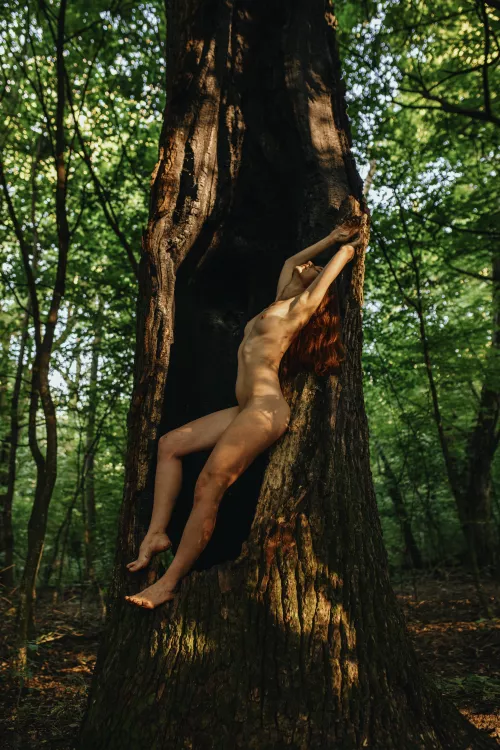 In a burnt tree by mon_iry