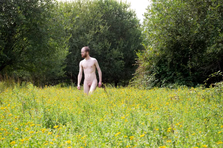 Yellow meadow by BobcatFancy5172