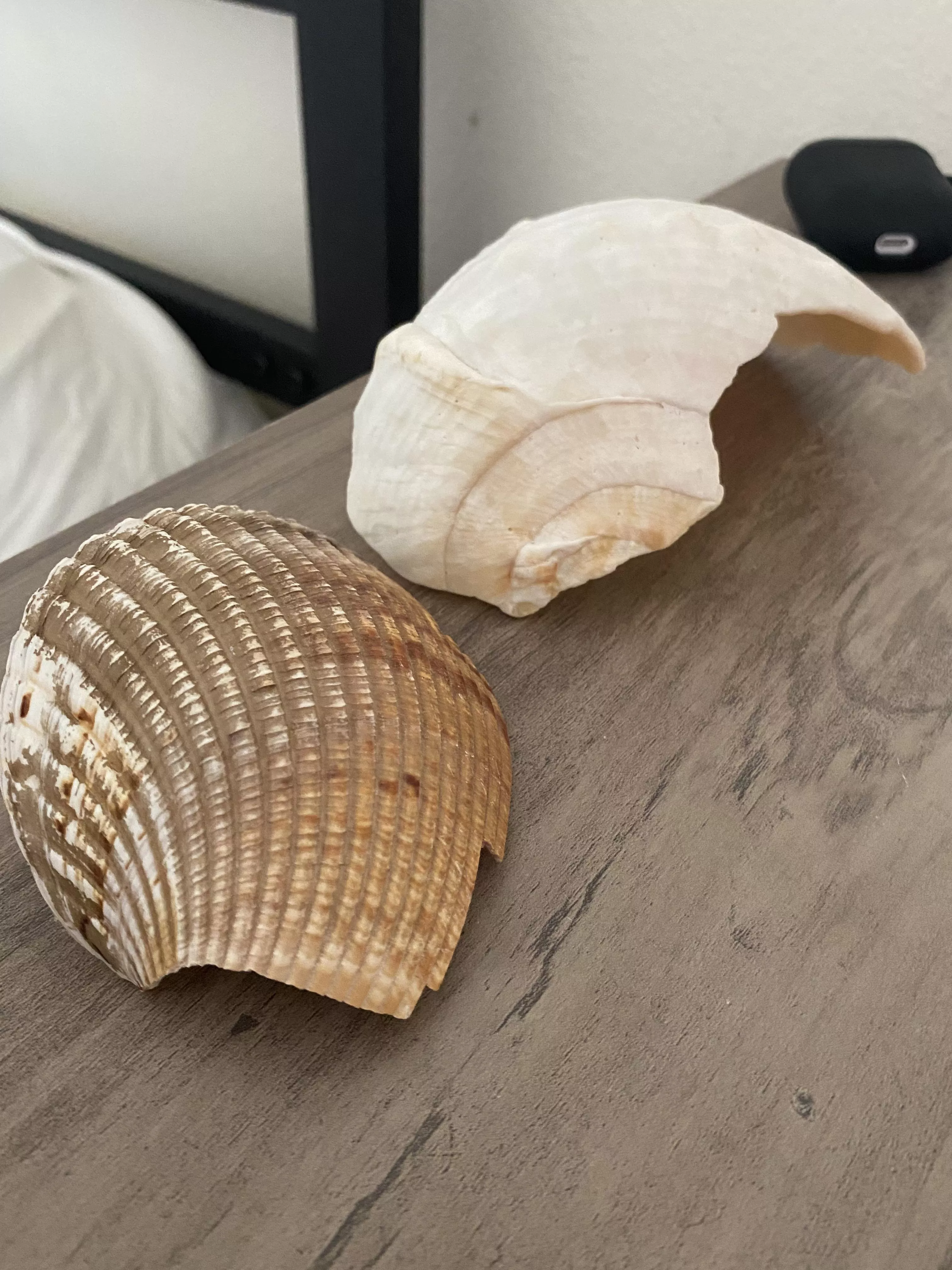 Which shell is better brown or white . posted by Altfori