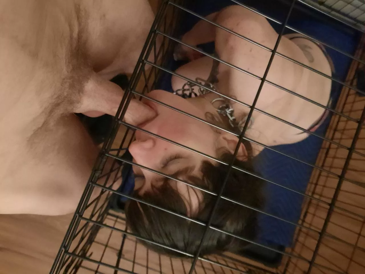 Happy doggy posted by RoseFrostpond