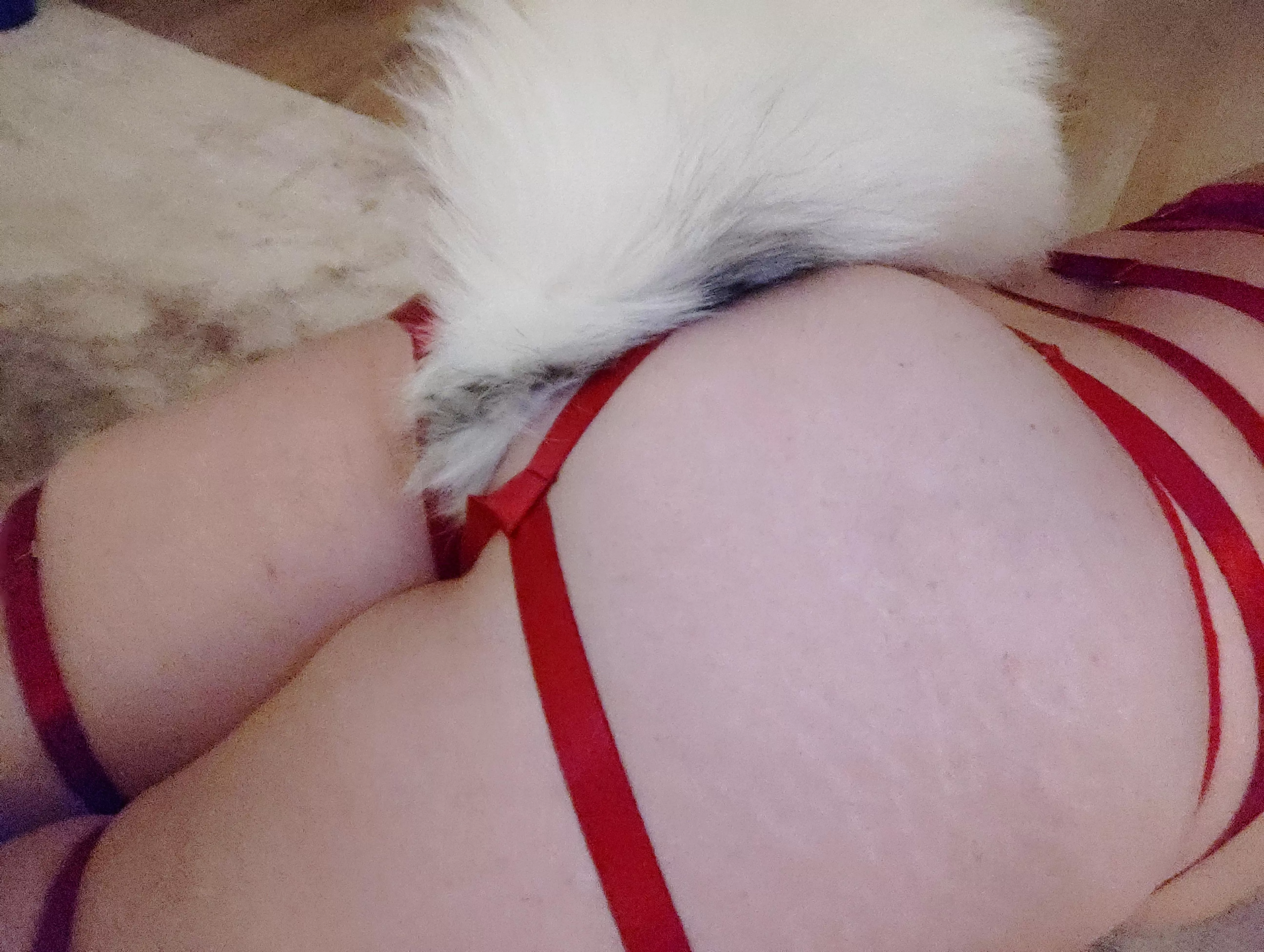 Like my tail? posted by masterdilucspuppy