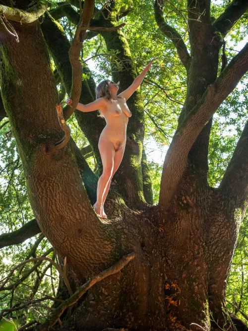🌳Found this Grand Bay Laurel Tree 🌳 (more in comments) by baylaurelphoto