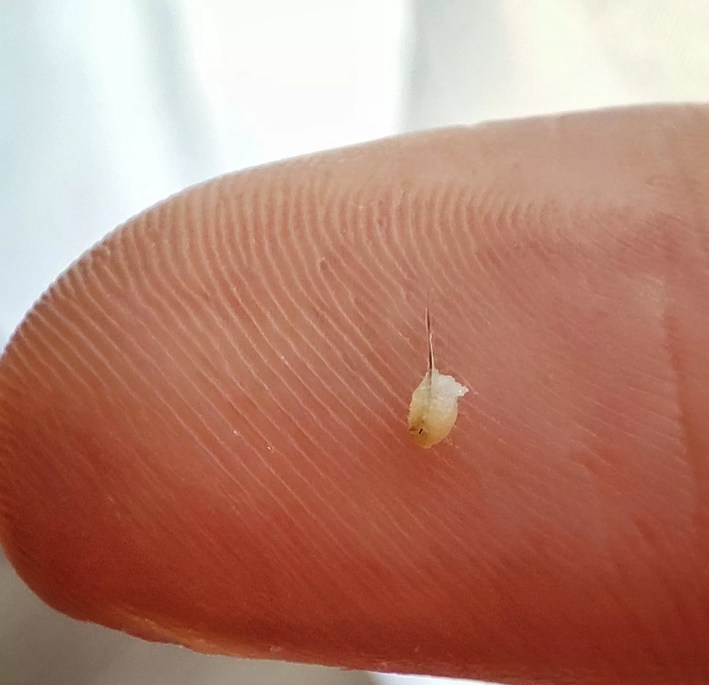 That one came out rather nicely. posted by Mesenterium