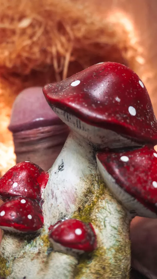 Is mushroom season, are you ready ? 🍄 by KawaiiMr_Wiener