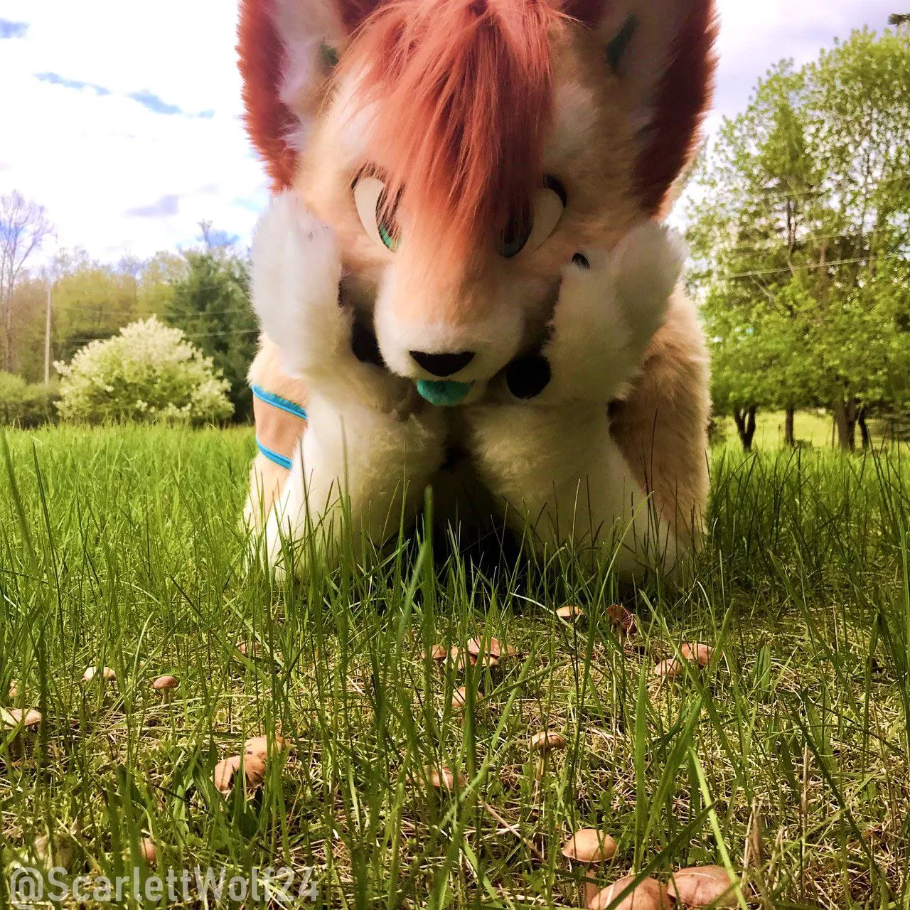 Happy Fursuit Friday! It’s Mushroom Season! 🍄🍄🍂 posted by scarlettwolf24