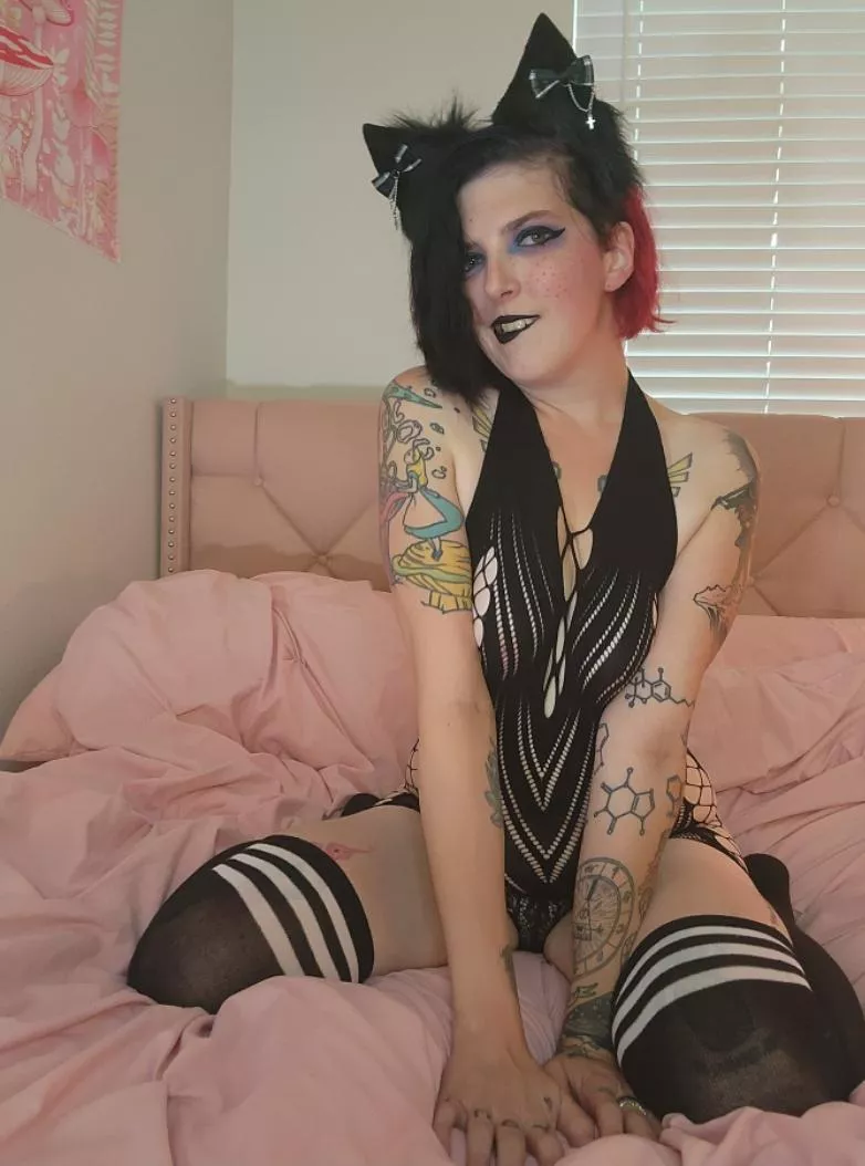 This naughty kitty is back. posted by novayournymph