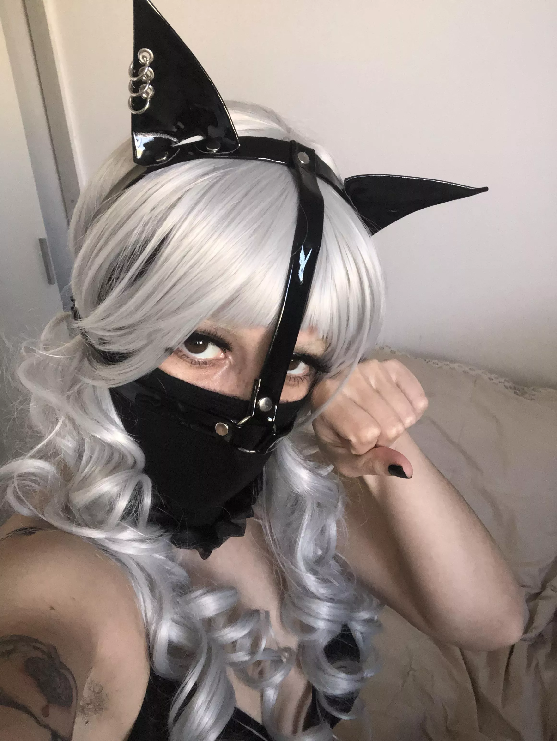 This kitten is super cute but needs to learn good behavior posted by milkitten_babe