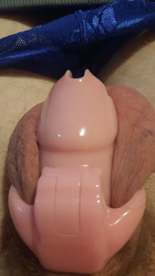 Kept locked and denied while Goddess craves our Bulls real cock. The love of my life belongs to him how 🥵🥵🥵 by MidOhioSubby