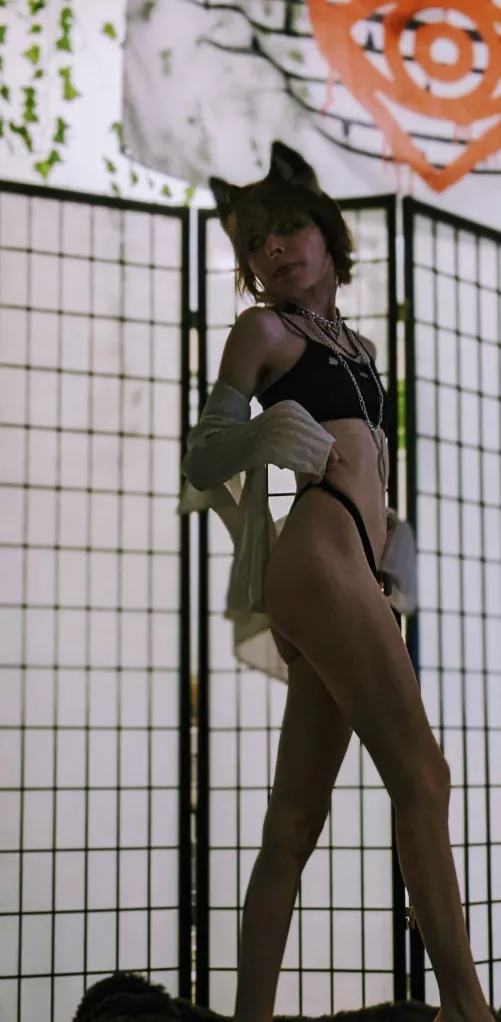 Did you know they had pirate cats by Lil_Peachy_Fox