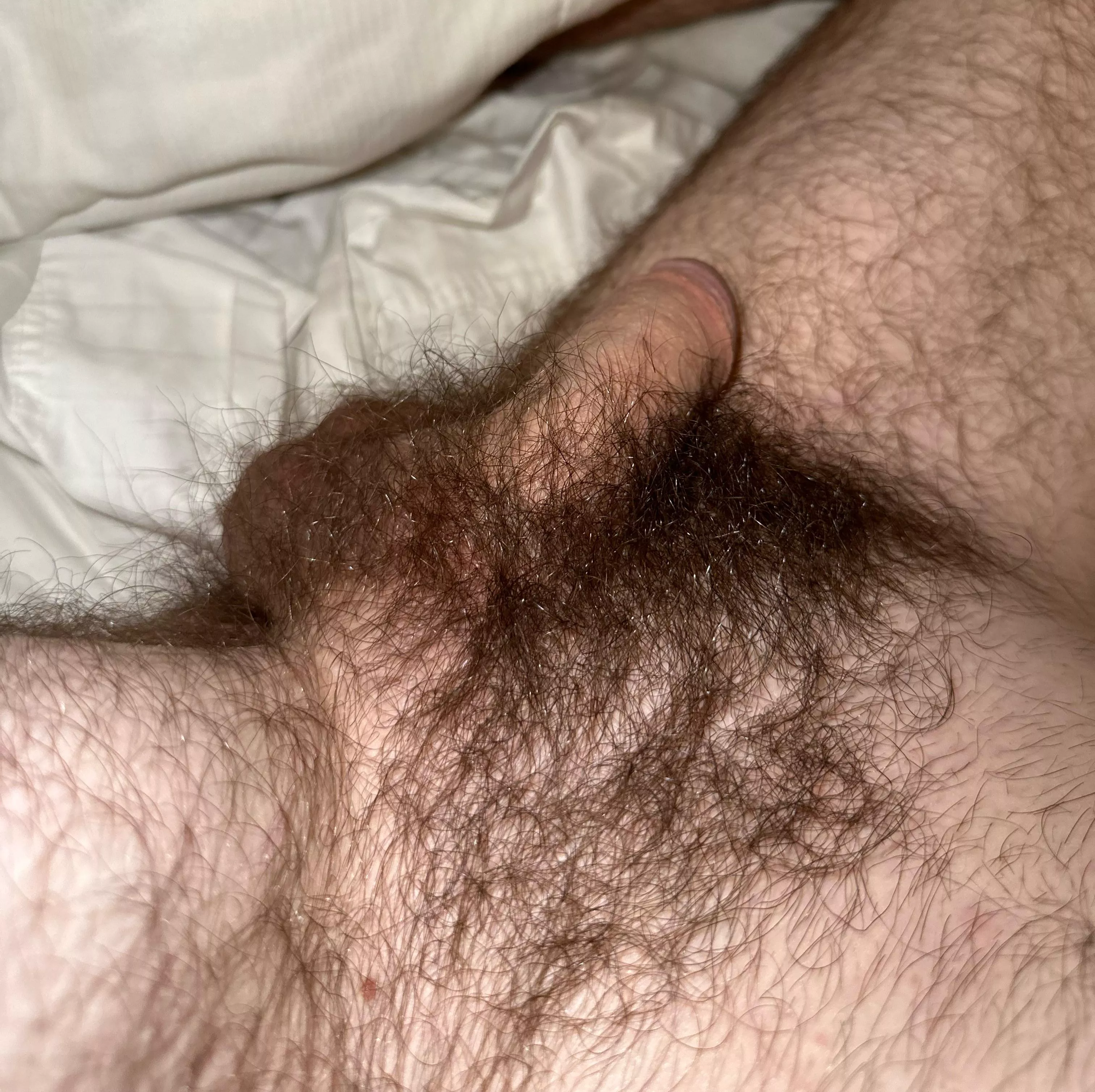 soft and hairy posted by TNF1998