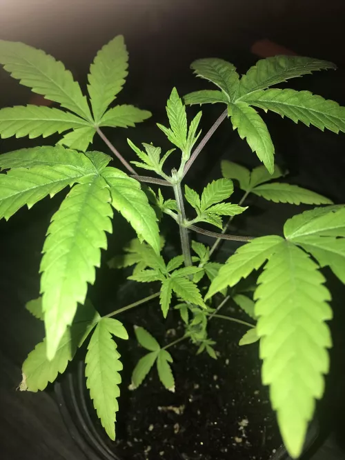 Purple weed stems and yellowing lower leaves after top?? by ComputerBasic300