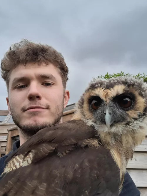 Meet 4 month old Damian 🦉 by BrbMakingACuppaT