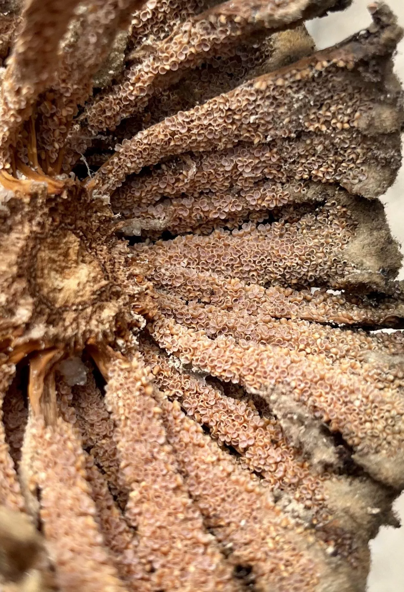 Sago Palm seeds had me tripping posted by LSUZombie13