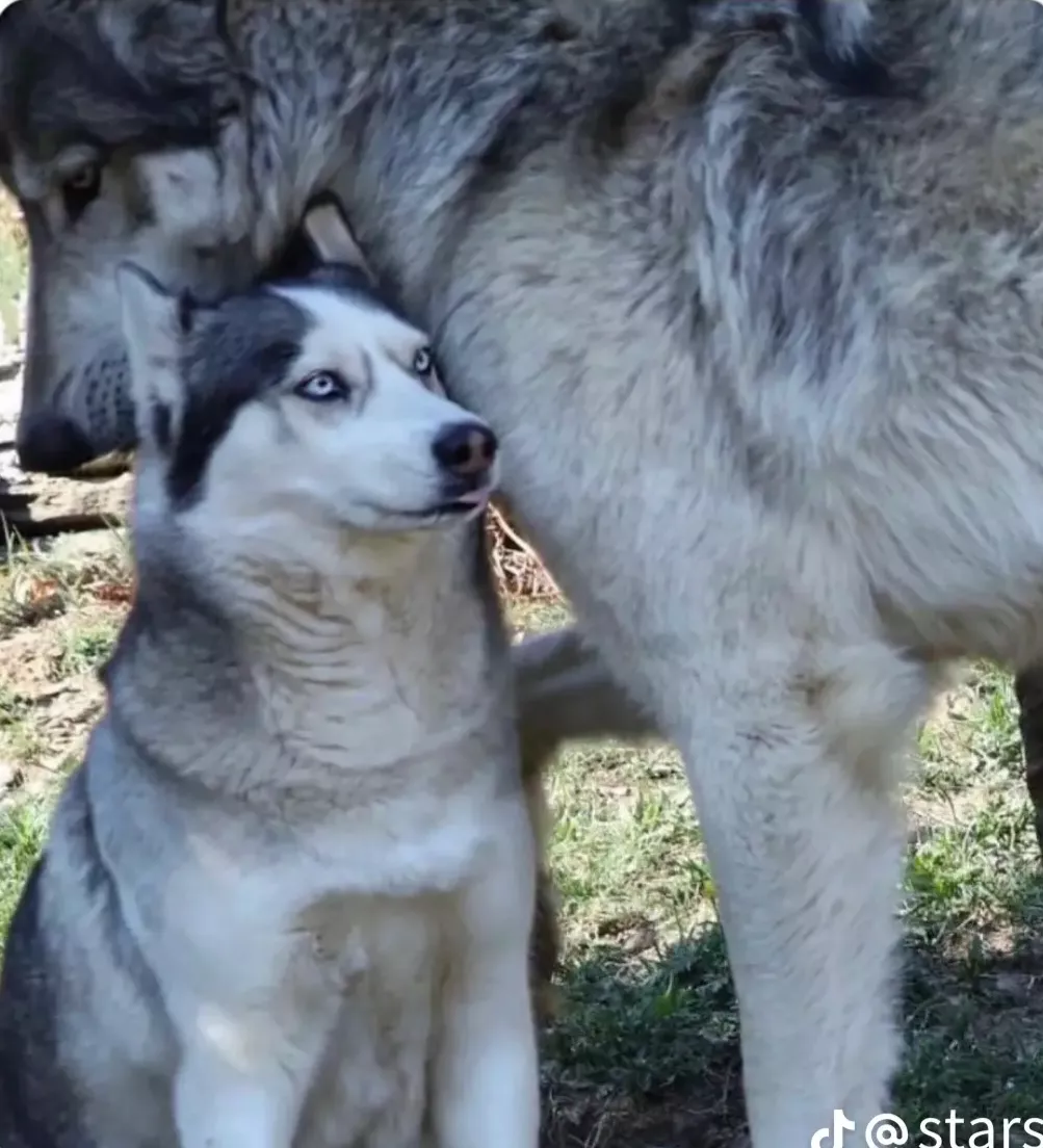 Idk why but this husky next to a wolf reminded me of this sub. posted by bruh5245