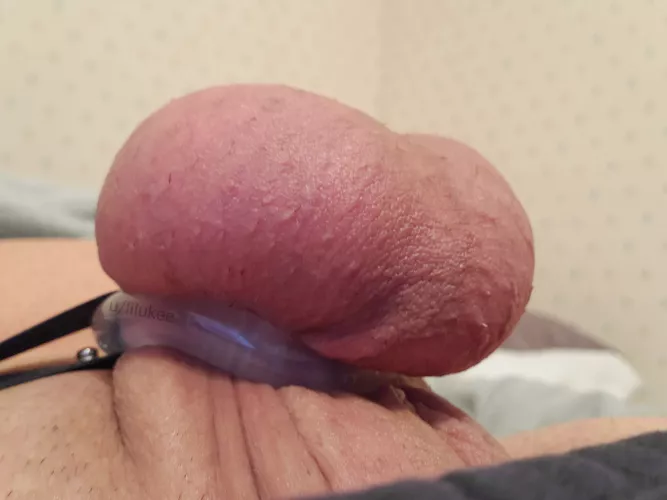 Porn on full blast and getting teased at the same time, balls getting squeezed and straining in the nub as I'm trying to get hard 🥵 I just want to get let out! But it feels soo amazing!! by lilukee