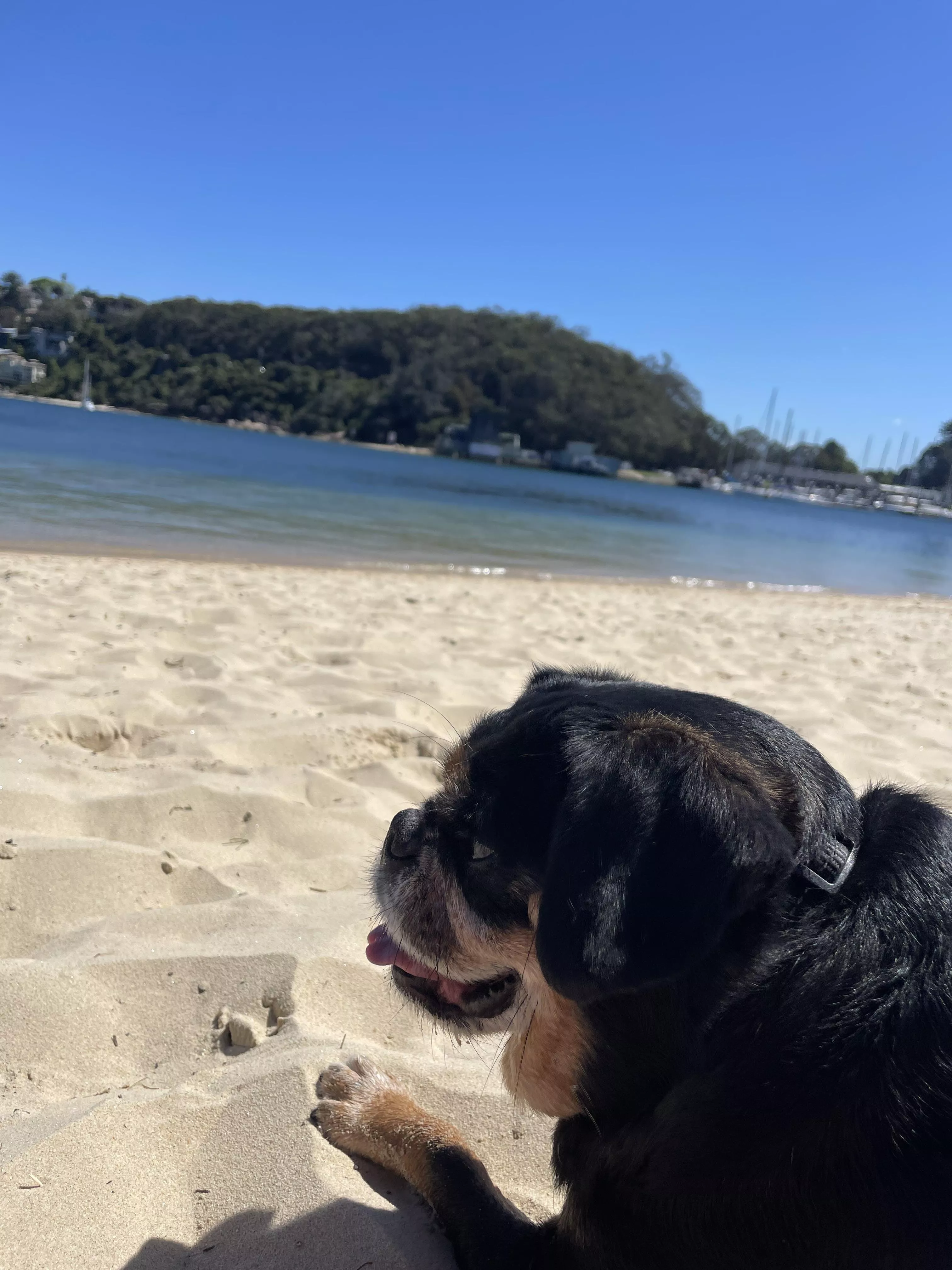 Ralph the pugalier chillin in syd Australia posted by deee_barbie