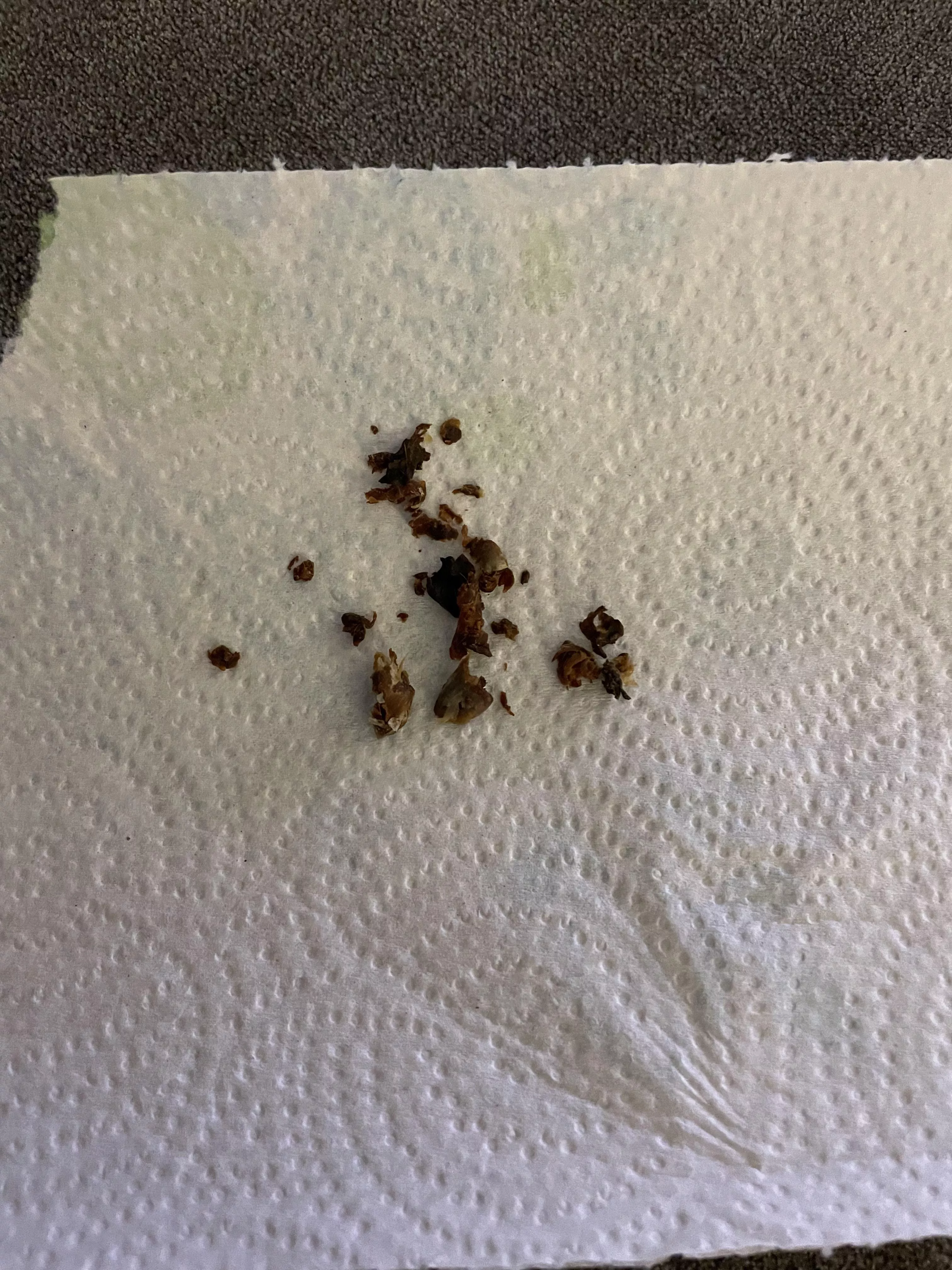 Boyfriend's earwax....it's as old and hard as it looks! posted by serenityandpeace38