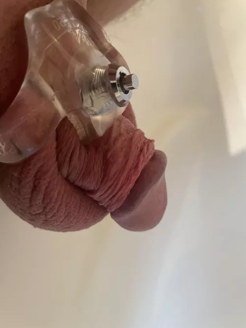 Small cocks have to be caged, have to be humiliated, have to be submissive and only opened for hygiene😊 by Zyxdelux