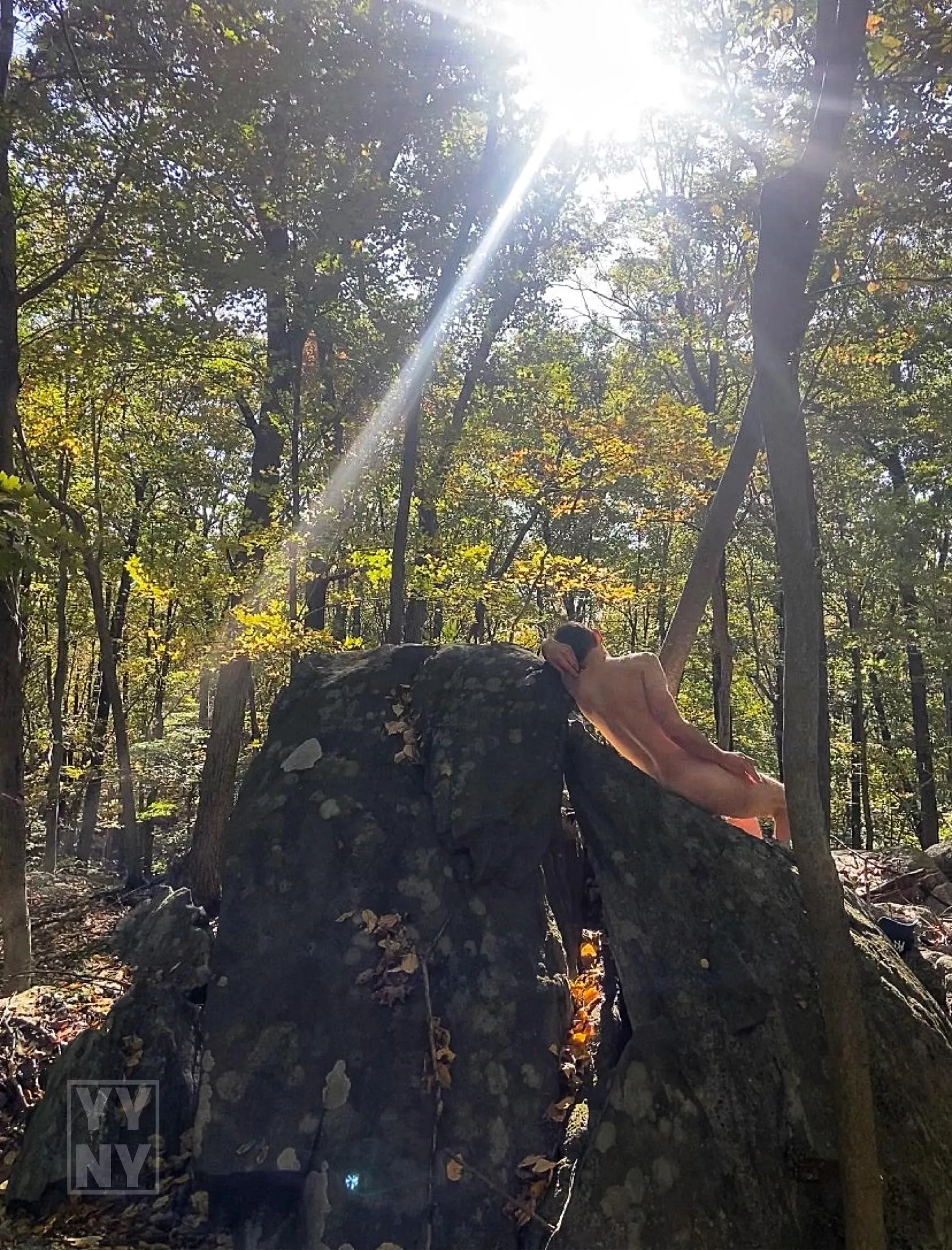Taking a nap on the forest bed posted by YangYangNY