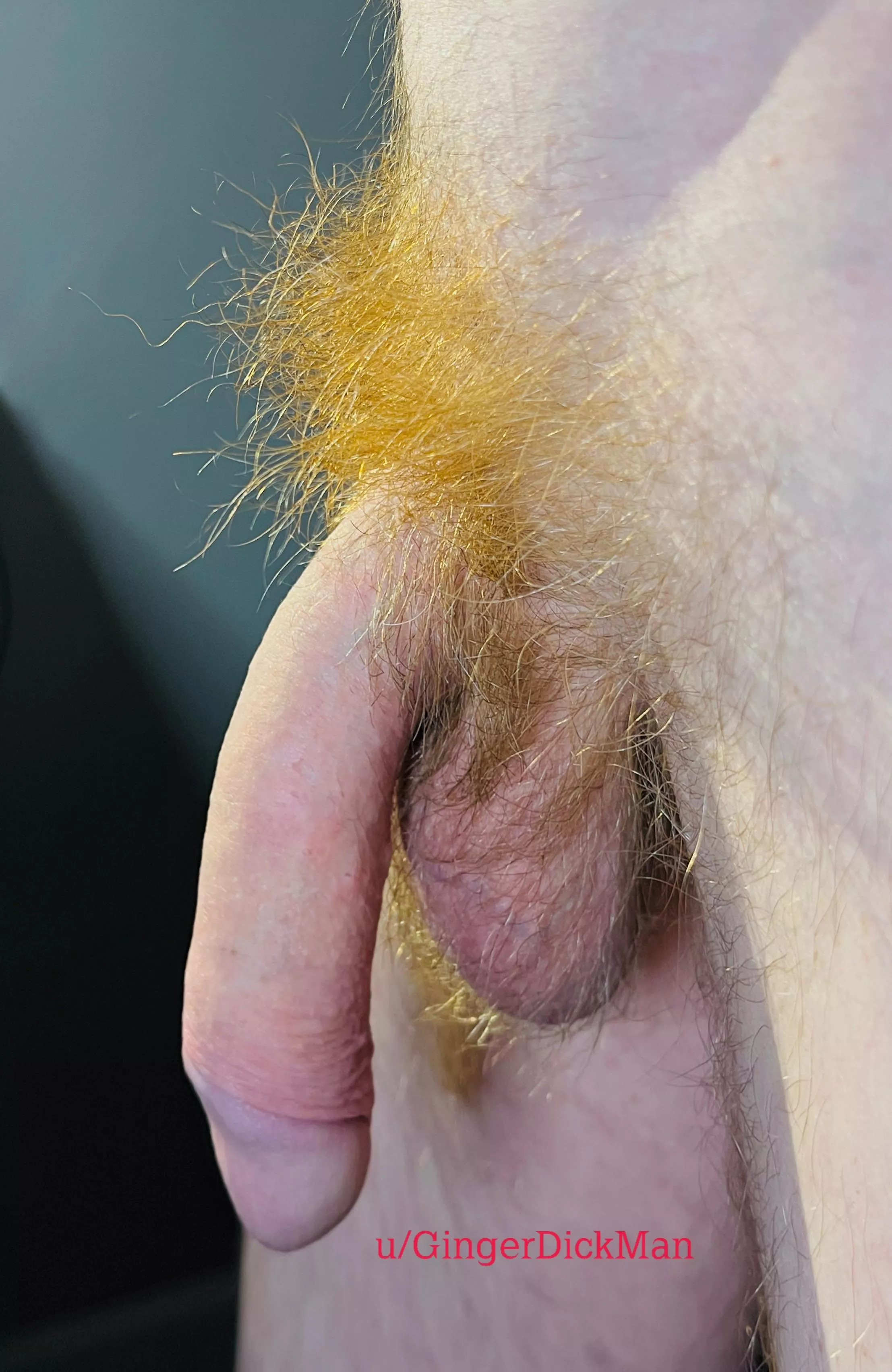 Is my pubes a go or no go. I think many people are afraid of a fire crotch posted by GingerDickMan