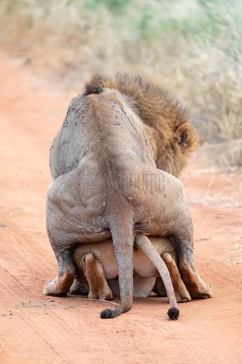 King and Queen in the Kingdom posted by Marco614