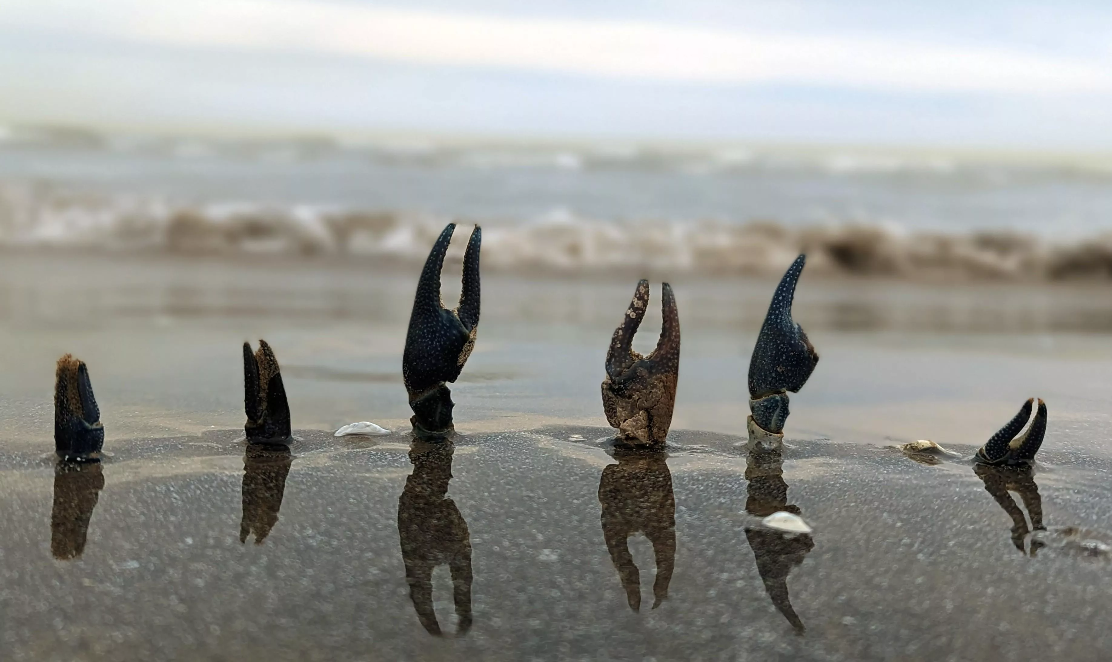 High Tide posted by HopsGrowler