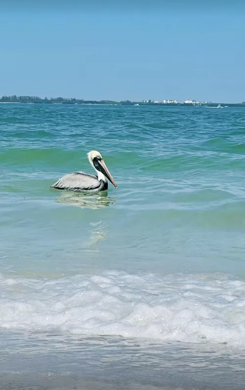 Little dude swimming bye by Cougar-Delight