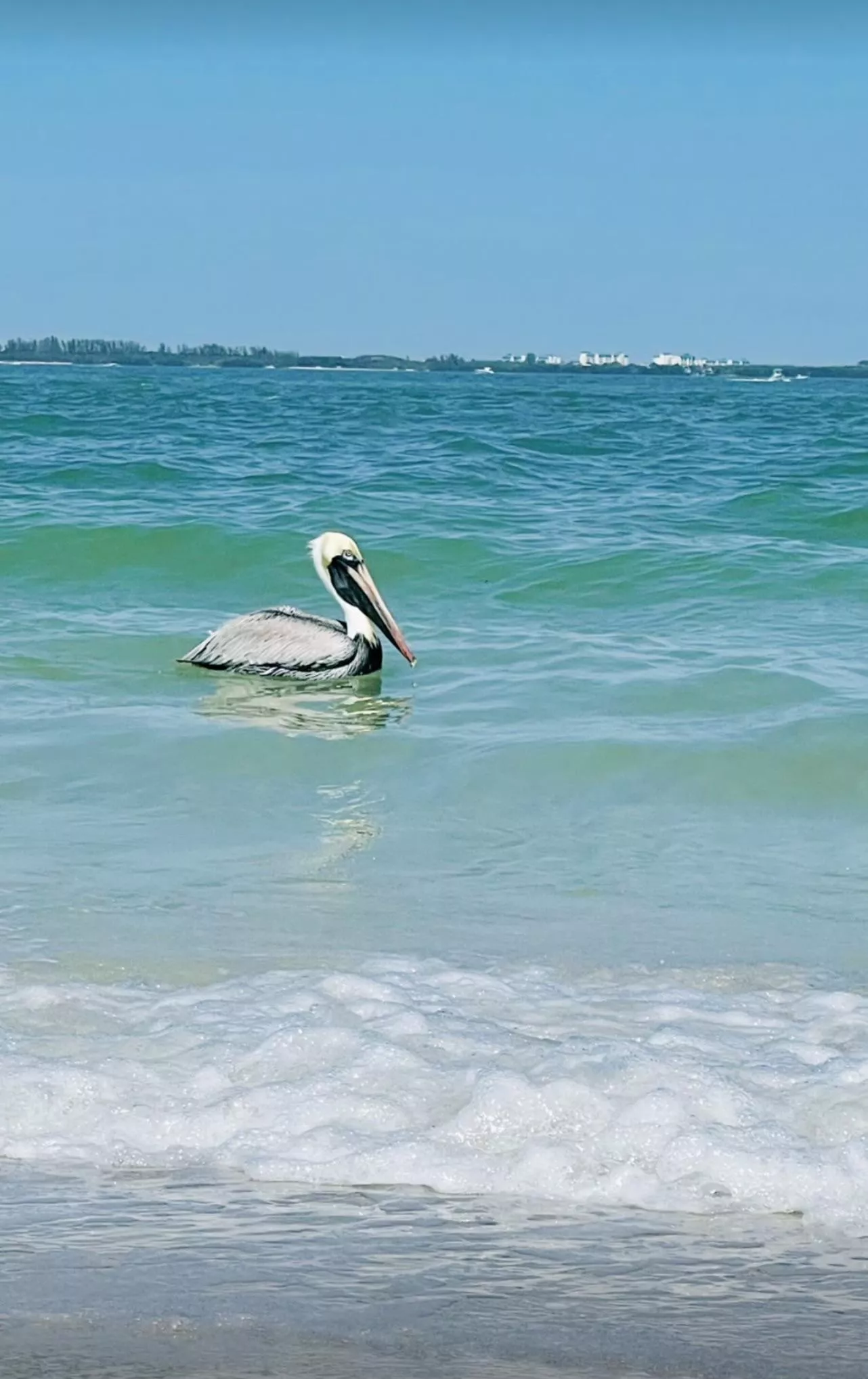 Little dude swimming bye posted by Cougar-Delight
