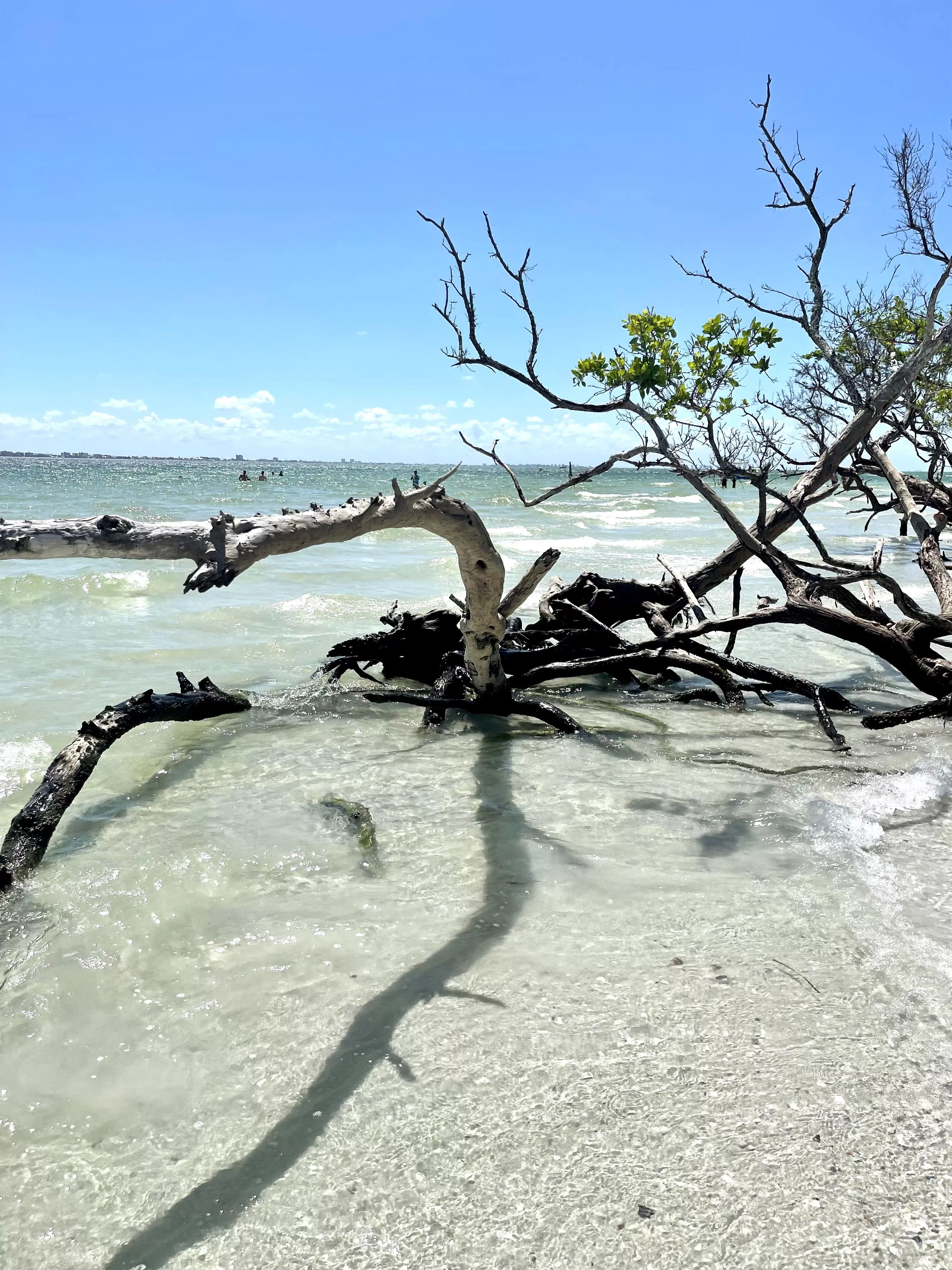 Sanibel Island at Lighthouse Point posted by Cougar-Delight